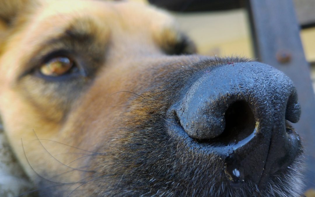 my-dog-is-throwing-up-what-do-i-do-lose-the-leash-dog-training