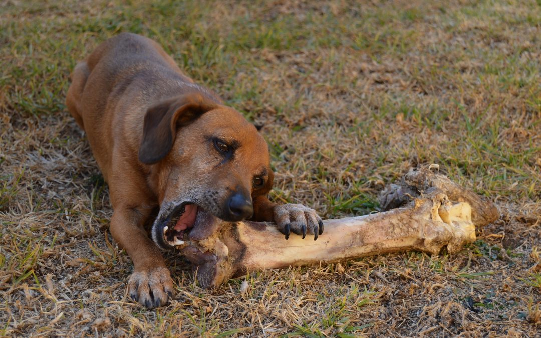 why-is-my-dog-always-hungry-lose-the-leash-dog-training