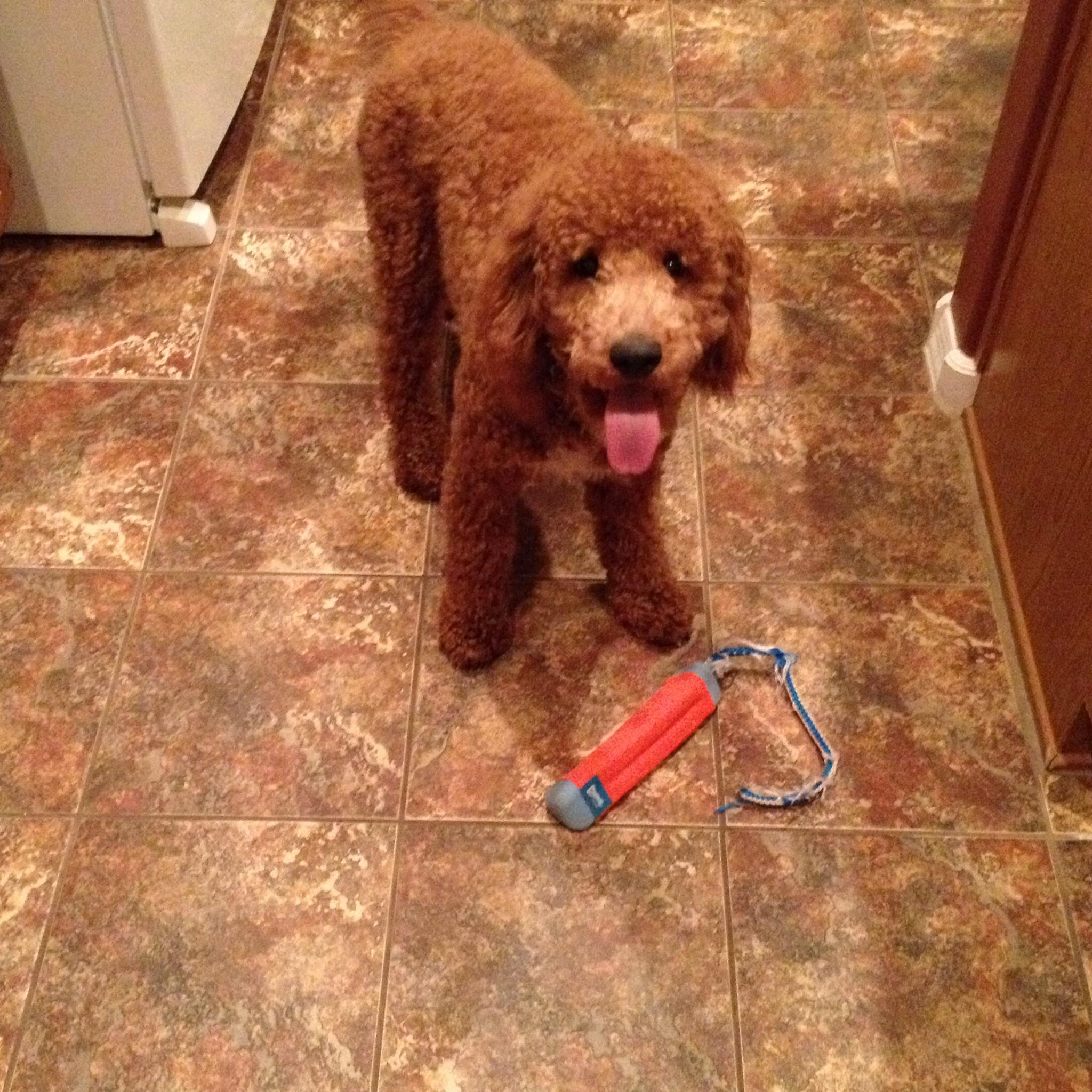 A Well Behaved Dog Trained by Lose The Leash