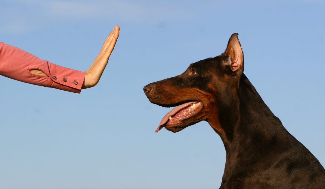 3 Great Benefits a Professional Dog Training Service Provides