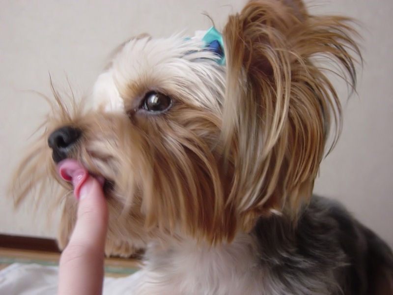 Dog Licking: Why Does Your Dog Keep Licking You?