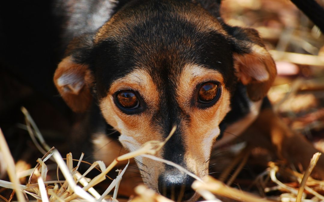 Dog Anxiety: What You Need To Know