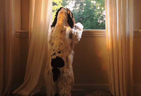 How to Eliminate Your Pup’s Separation Anxiety