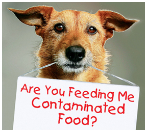 Pet Food Recalls You Need to be Aware Of