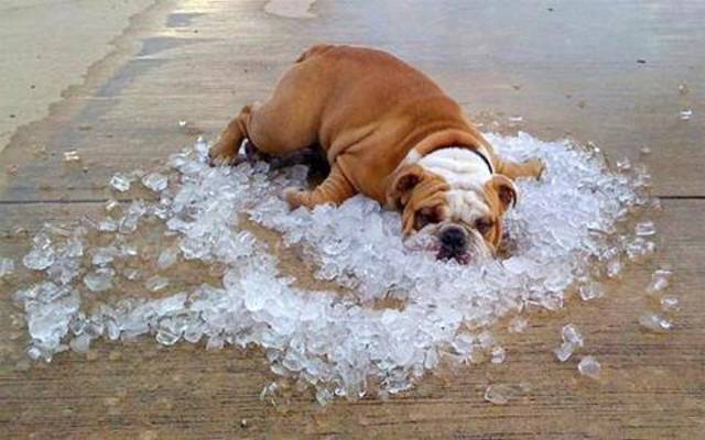 How to Keep Your Furry Companion Cool During the Hot Summer Months