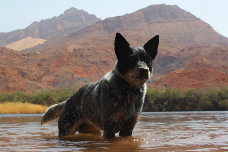 Dog Friendly Summer Vacation Spots in Arizona