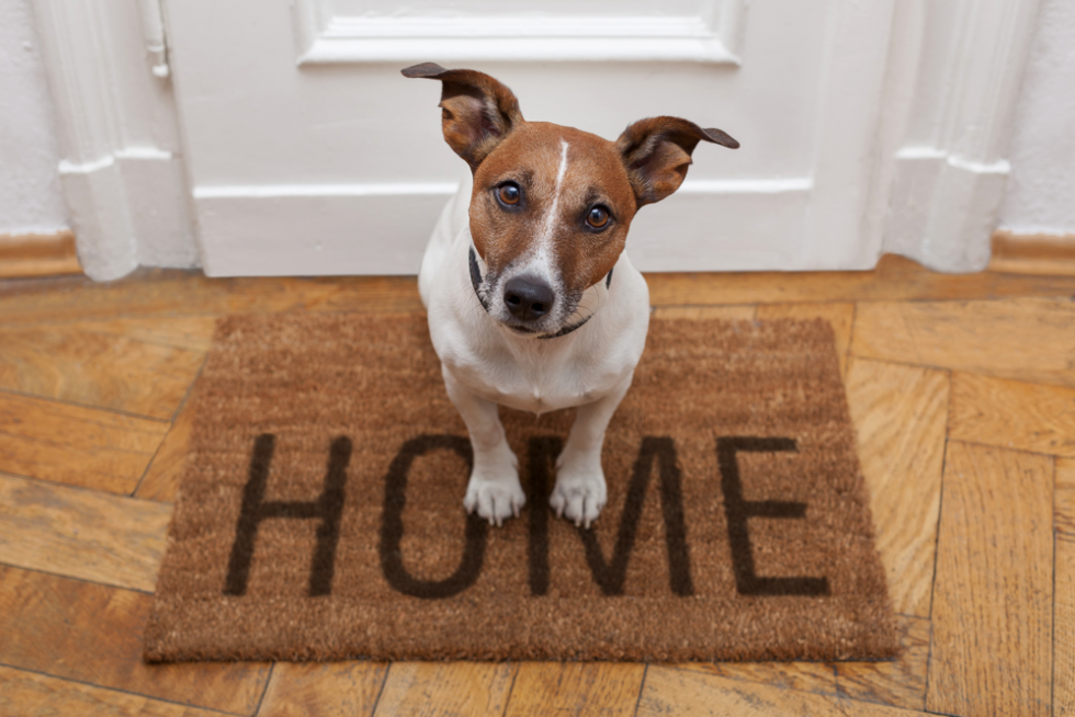 How to prepare your home for a new dog? LOSE THE LEASH Dog Training