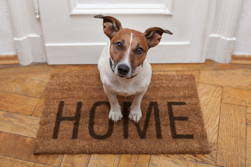 How to prepare your home for a new dog?