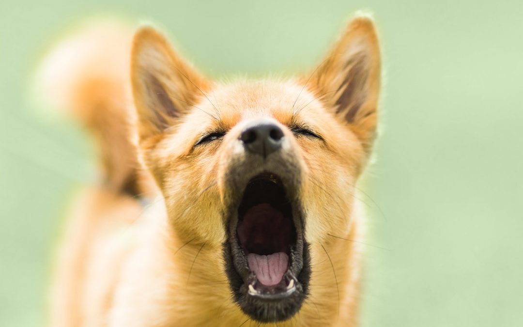 Dog barking: why does my dog bark a lot?