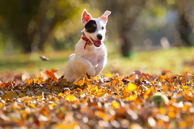 things to do with your dogs in fall in arizona