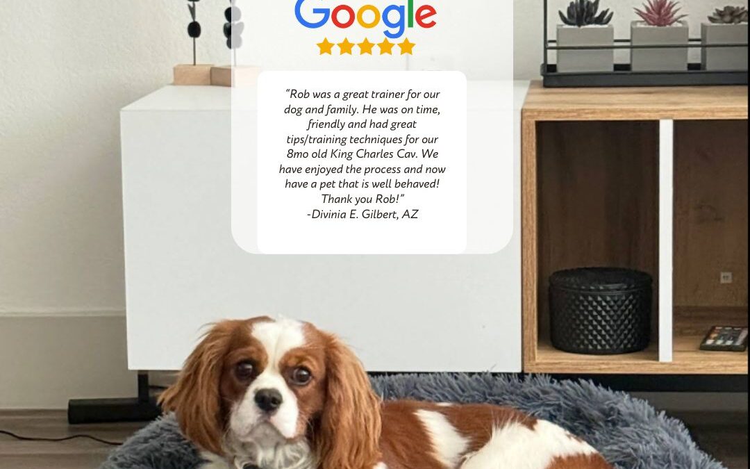 Cavalier King Charles Dog Training in Gilbert AZ Near Me